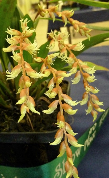 Ddc. cootesii (2).JPG