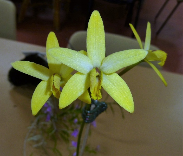 C. blumenscheinii.JPG