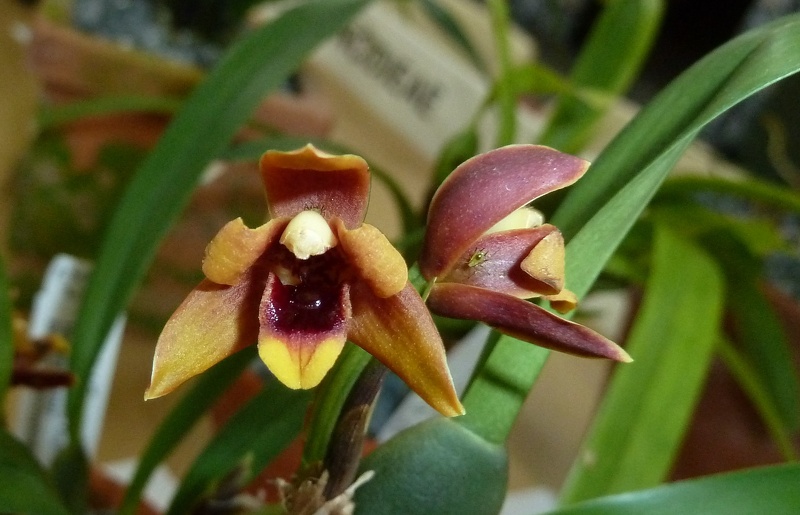 Max. viriabilis 'tricolor'.JPG