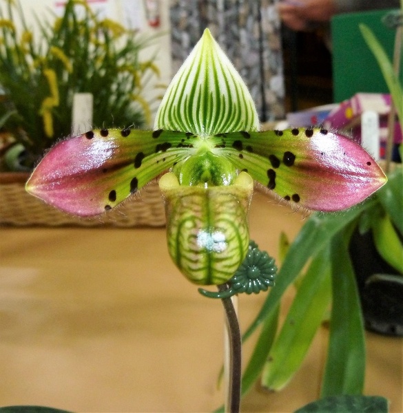 Paph. (venustum 'Engel Heart' x venustum 'Rainbow'.JPG