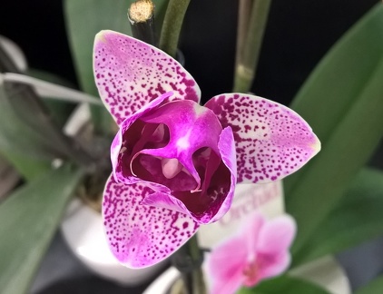 Peloric Phalaenopsis