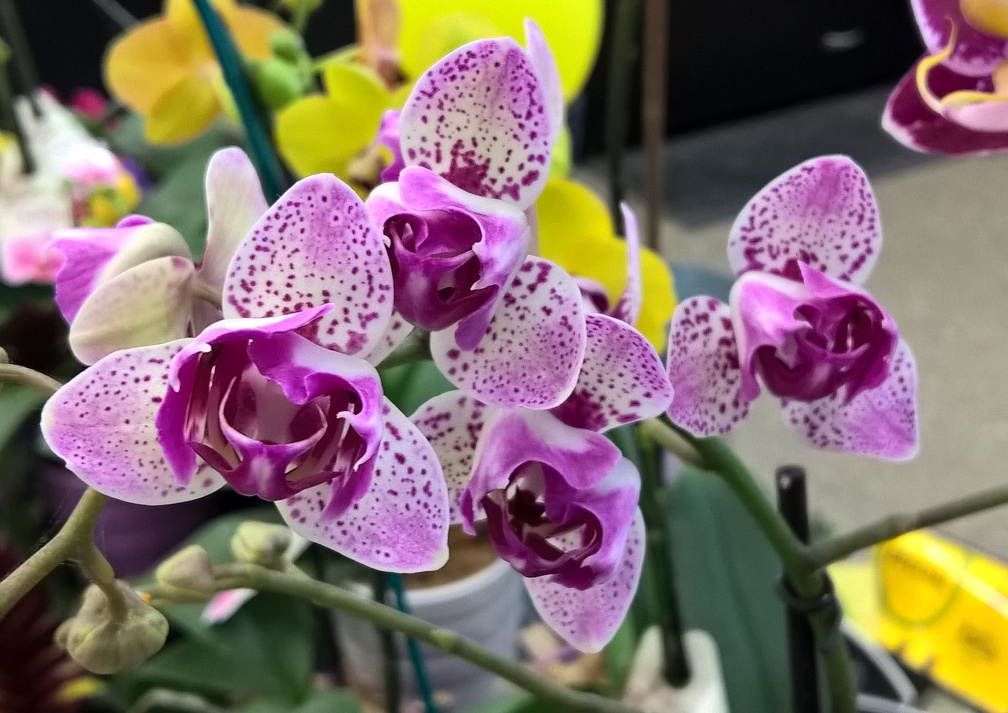 Peloric Phalaenopsis