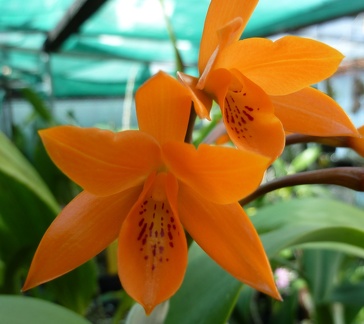 aurantiaca