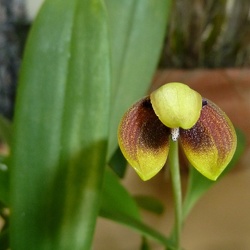 Bulbophyllum (Bulb.)