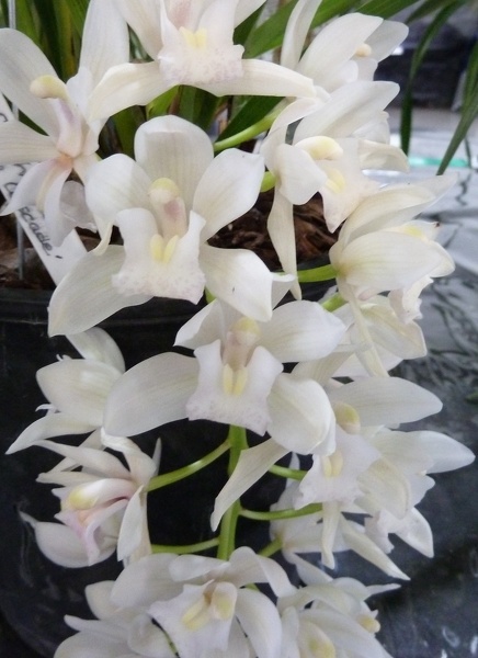 Cym. Sarah Jean 'Escapade'.JPG