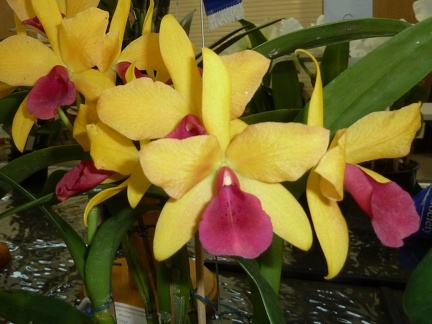 Gold Digger "Orchid Jungle"