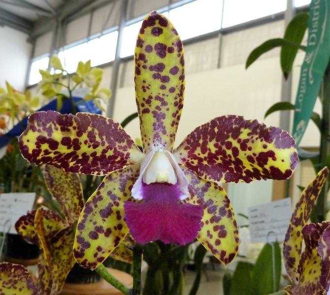 C. Jungle Eyes x C. Caudebec.JPG