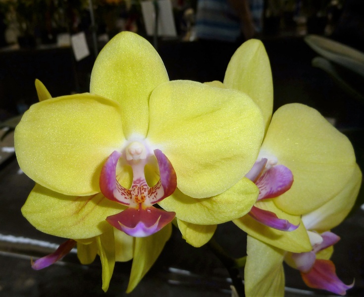 Dtps. Fuller's Sunset.JPG