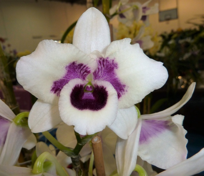 Den. Yukidaruma 'Bleeding Heart'.JPG