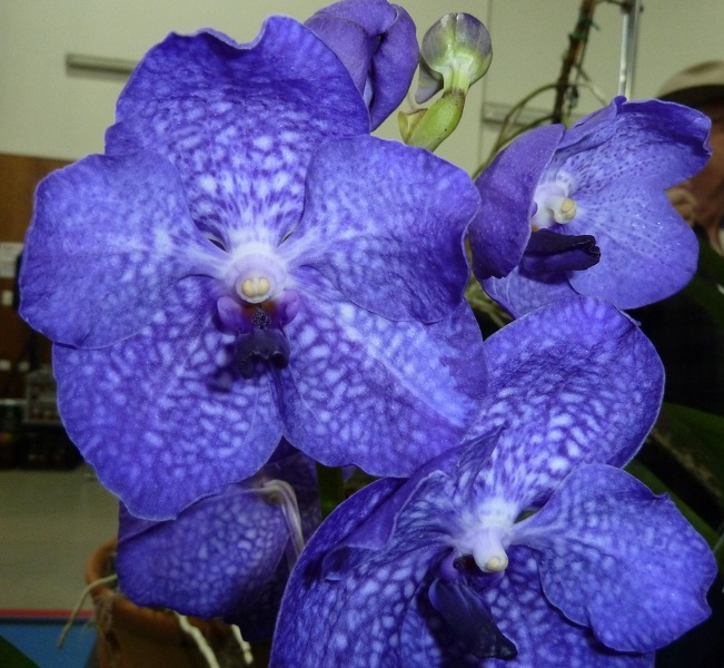 V. Pakchong Blue 'Giant Blue'.JPG