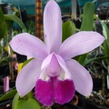 C. intermedia 'amethystina' x intermedia 'Coerula'.JPG