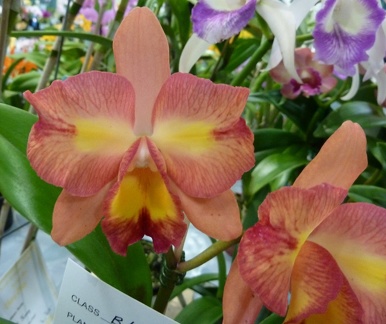 C. Cosmic Delite x Rlc. Golden Canefields