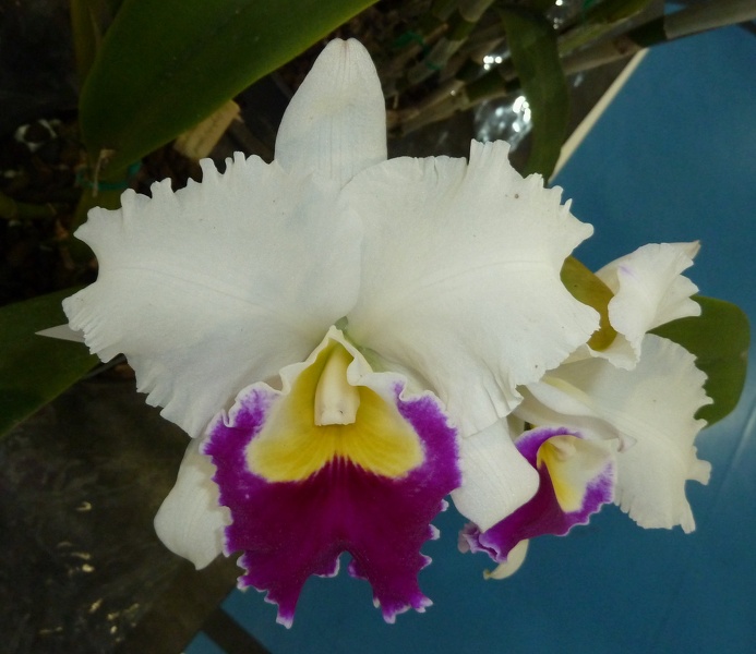 C. Orglade's Grand 'Yow Chang Beauty'.JPG