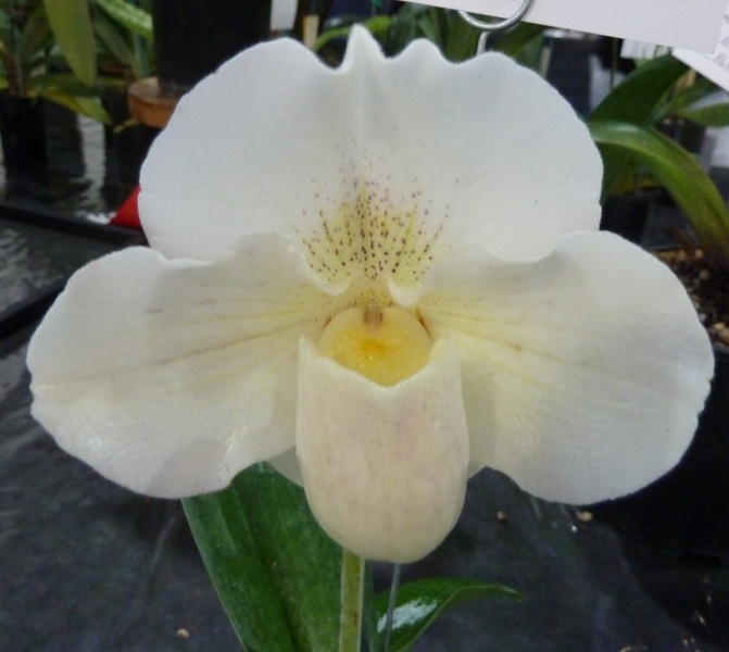 Paph. Snow Meadow 'New'.JPG