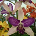 (Ctt. Jacque Down x E. alata).JPG