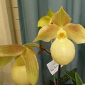 (Paph. micranthum x Paph. Golddollar).JPG