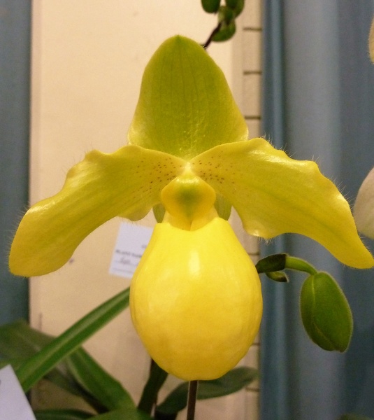 Paph. Golddollar.JPG