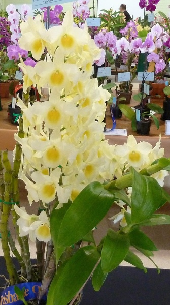 Den. Buderim Moonlight..JPG