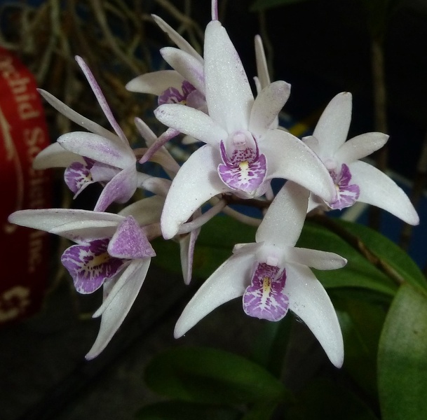 Den. Latiemore x Den. speciosum var. curvicaule.JPG