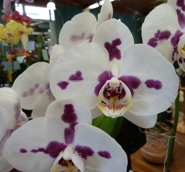 Phal. amabilis x Dtps. Ganlin Fairy.JPG