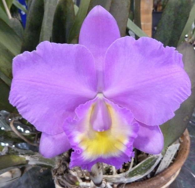 C. walkeriana x Rlc. Sun State.JPG