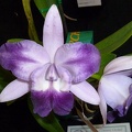 C. Cariad's Mini-Quinee 'Angel's kiss'.JPG