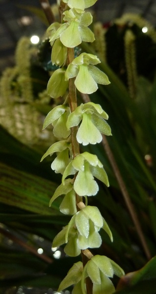 Ddc. cobbianum..JPG