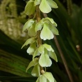 cobbianum