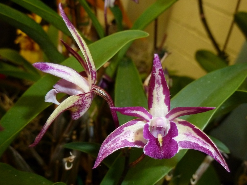 Den. Tasman Lady.JPG