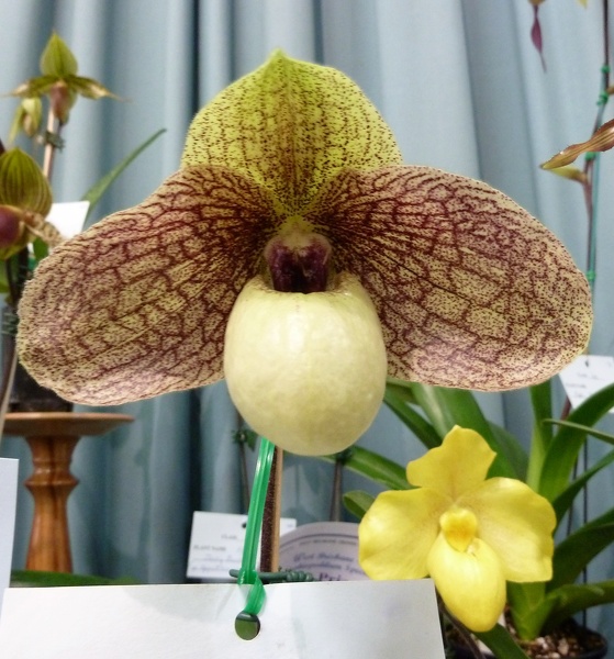 Paph. Ma Belle 1.JPG