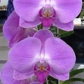 Dtps. Nobby's Pink Lady.JPG