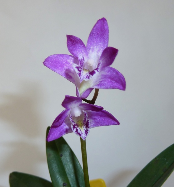 Den. kingianum 'Black Beauty'.JPG