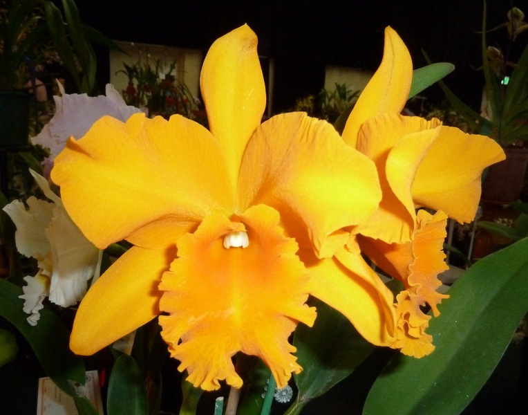 Rlc. Haw Yuan Gold.JPG