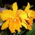 Rlc. Haw Yuan Gold.JPG