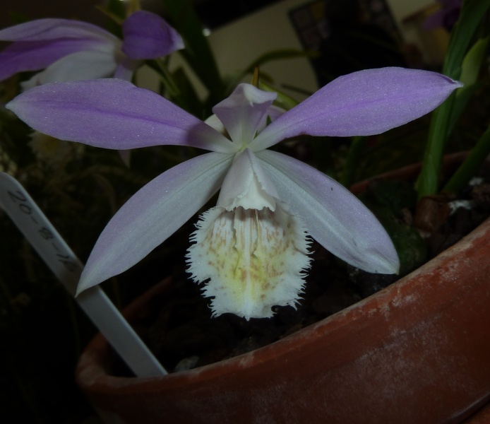 Pleione [Pln.] formosana.JPG