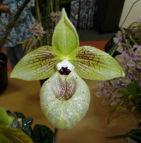 Paph. malipoence.JPG