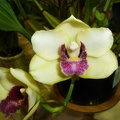 Bifrenaria [Bif.] harrisoniae..JPG