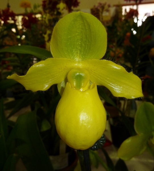 Paph. Duo de Citron.JPG