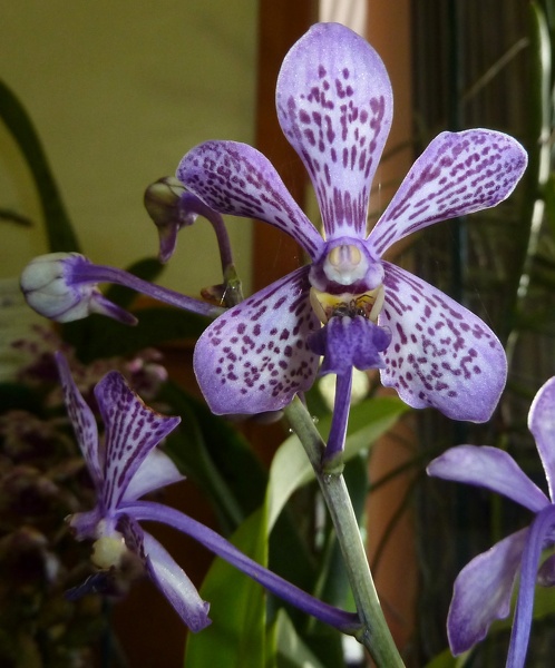 Ascda. Orlando's Amethyst x V. tricolor.JPG