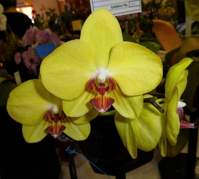 Dtps. Fuller's Sunset.JPG