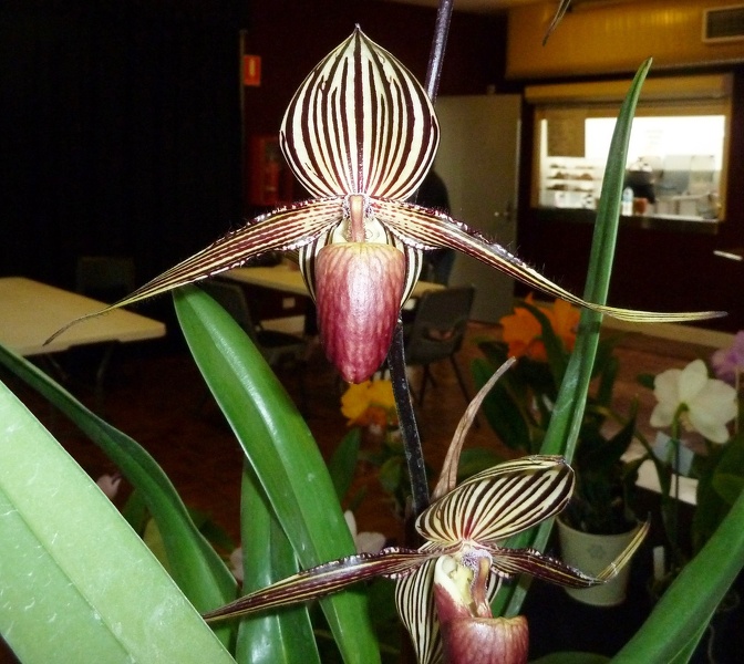 Paph. rothschildianum.JPG