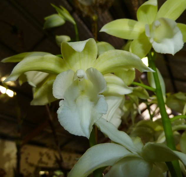 Gastrophaius [Gp.] Micro Burst.JPG