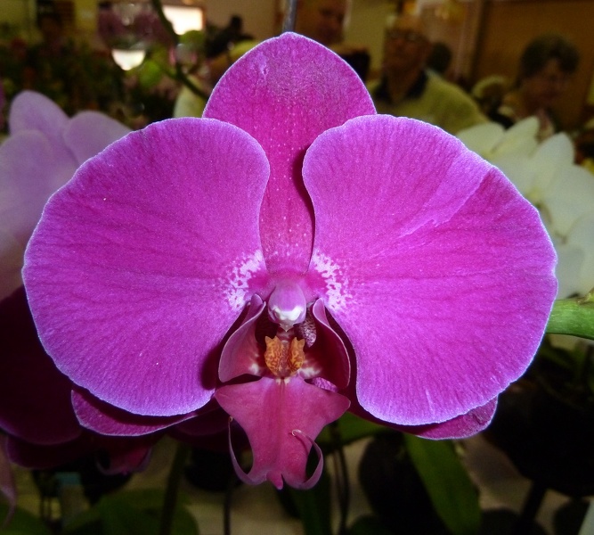 Dtps. GanLin Rosa.JPG