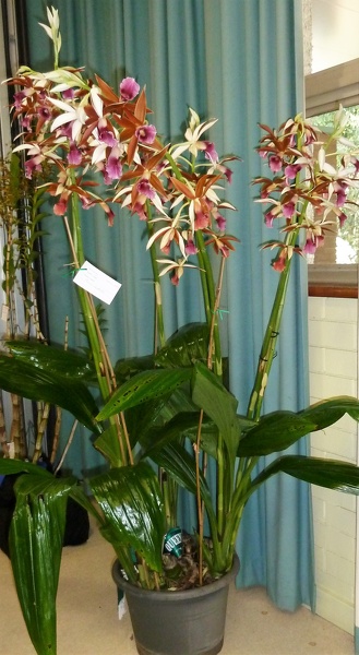 Phaius. australis.JPG