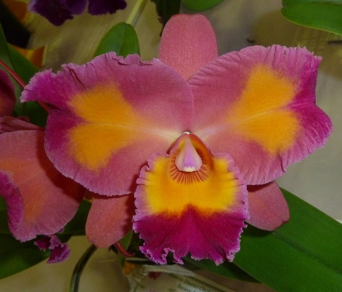 C. Drumbeat x Ctt. Aussie Sunset.JPG