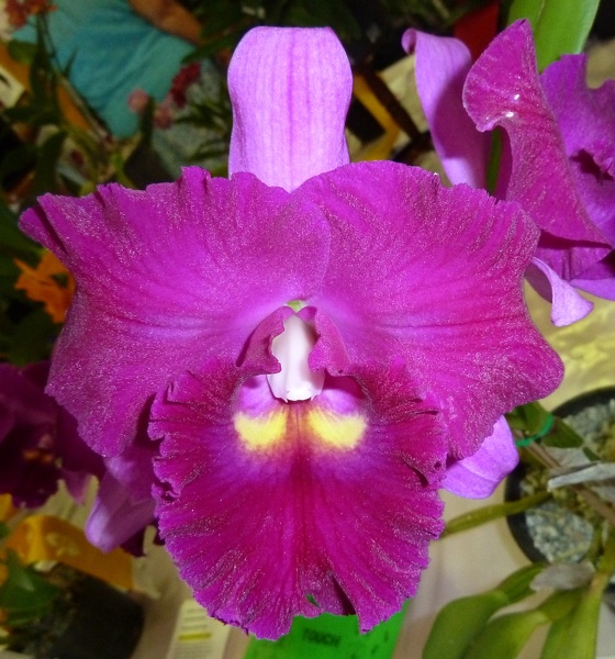 Rlc. Hsinying Mini Dancer.JPG