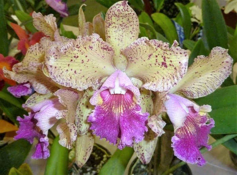 C. Caudebec x Rlc. Roy Maidment.JPG