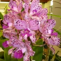 amethystoglossa "Rothwell"