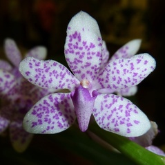 Toowoomba Sparkle "Peppermint"