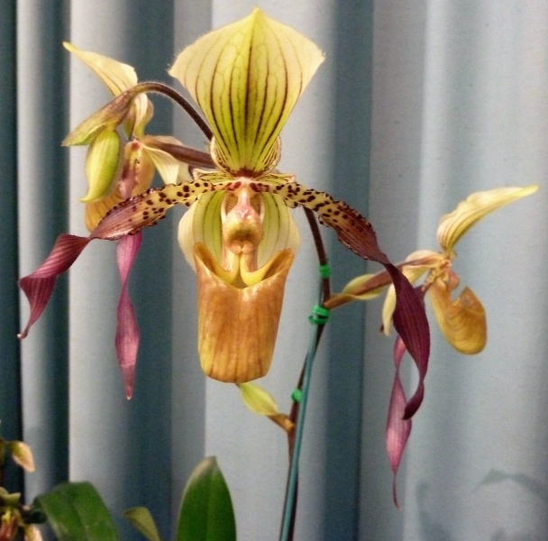 Paph. Berenice.JPG